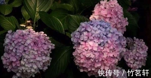 总觉得绣球花不好养，期间3个小技巧要记好，花开的又大又漂亮