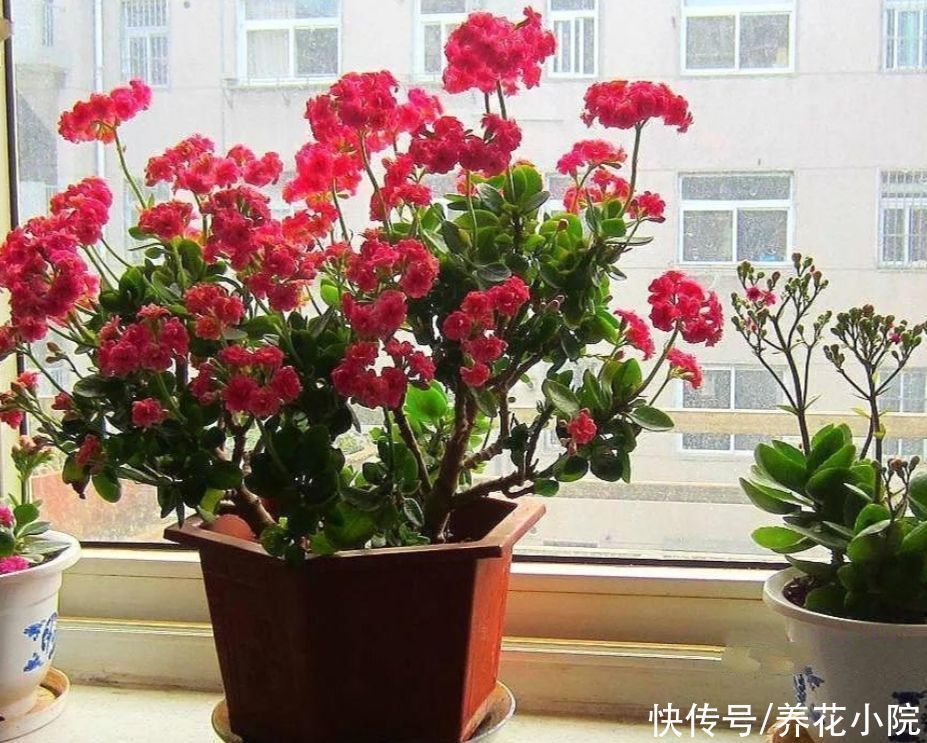 养花|家里的长寿花,用1种方法,让它尽快长成老桩,开花多又美