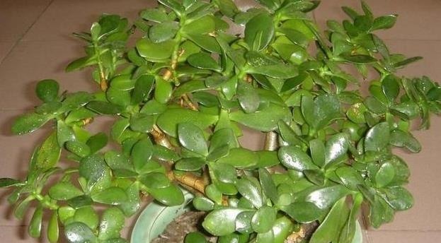 养花土，用一个塑料袋，轻松杀虫灭菌，花盆里一个虫子都没有