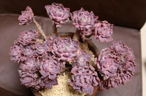 还在为多肉晚霞之舞是单头而操心?建议这样养,它就可以轻松爆盆