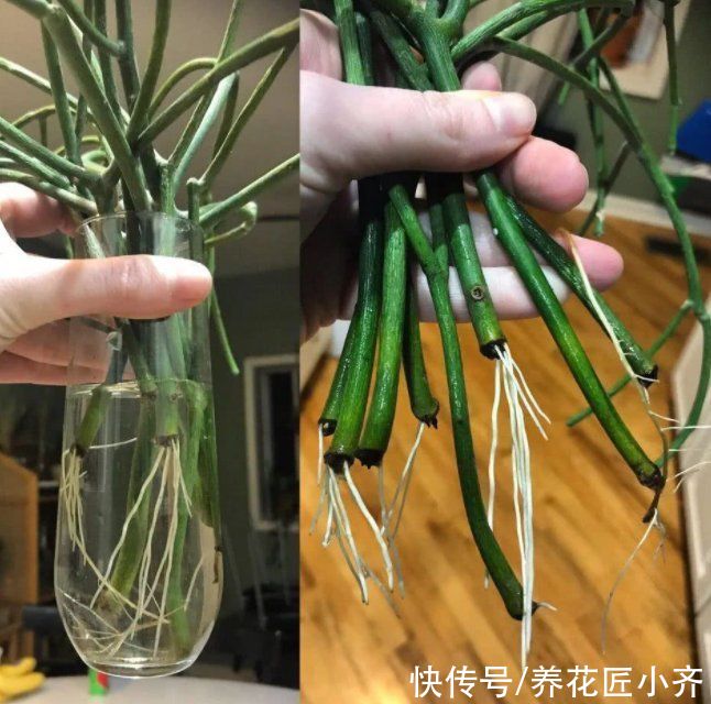 生根液|水培是最简单的扦插“生根法”，但是想要快速生根，也要学会窍门