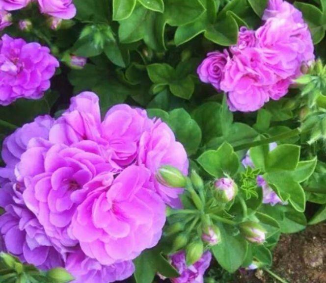 养花试试此几款,全年开花不停,四季有花开,花香四溢飘满屋