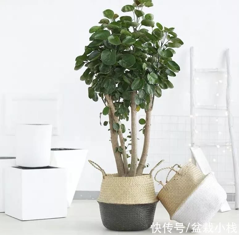 无论客厅大小，建议每个养花人，养上3种花卉，好看美观寓意棒