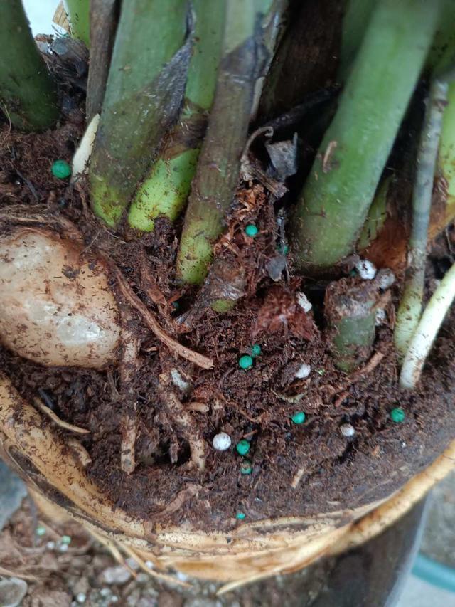 金钱树夏季养护四步曲,做好了,呼呼冒芽,生长旺