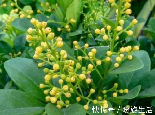 花期|养花就养这几款,全年开花不停,开花漂亮花期长,谁养谁喜欢