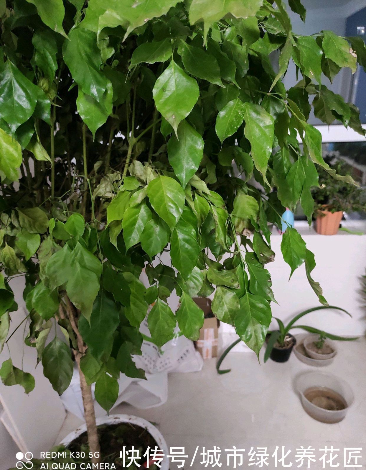 要点|为什么幸福树一到冬季就枯叶掉叶了,懒一点,两个要点别忽略