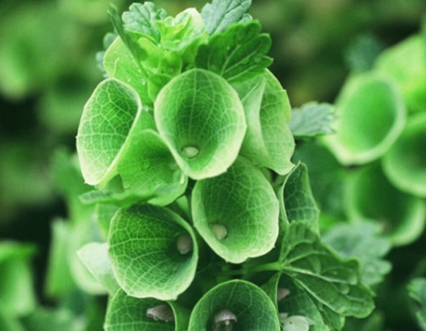 贝壳花人称”环保小助手“,这几个妙招学会,轻松爆盆,花开串串