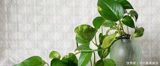 阳光的花卉|最怕“晒”的3种花,光照稍大就黄叶,养在“客厅”反而更旺盛!