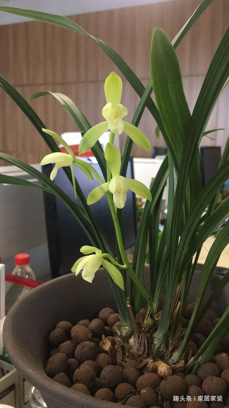 喜欢菊花，不如养盆优良牡丹“玉楼春”，娇艳欲滴，妩媚动人！