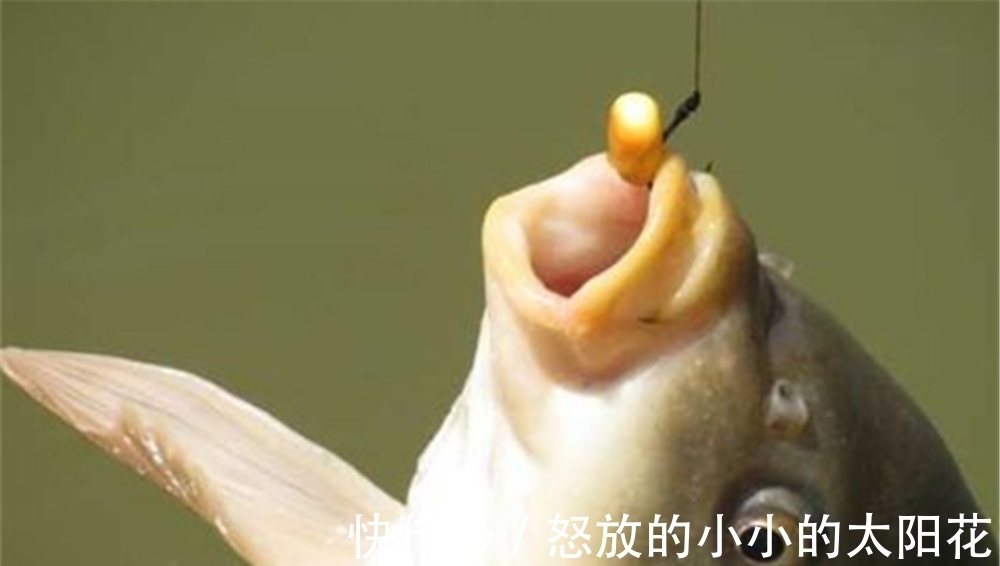 珠珠钓|这种不用饵料的钓法,在黑坑和野钓守大货时,都有不俗表现!