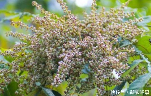 喜欢|这些农村孩子最喜欢的零食,没吃过的就不能说自己是农村娃