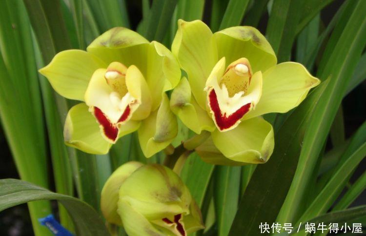 适合客厅养护的花卉,颜值超高,还能散发香气,净化空气