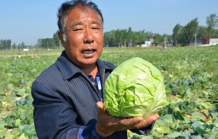 买包菜的时|买包菜,选紧实的还是松散的菜农教你4招,挑的新鲜脆嫩口感好