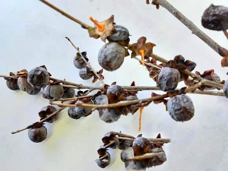 手软|山上的一种野果子,城里有钱也难买,浑身都是宝,碰上了就别手软