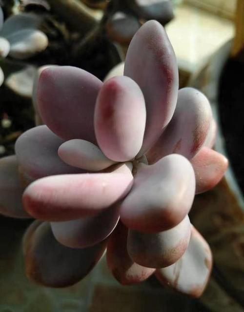 温差|养多肉制造温差,可不可以白天露养温度低,晚上搬到室内温度高?