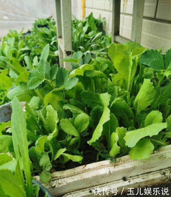 阳台种菜,种3种速生菜,30天就采摘,叶子肥嫩,硕果累累