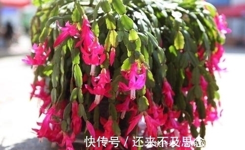 年宵花|蟹爪兰有3怕,及时了解掌握,四季油绿,开出层叠群花!