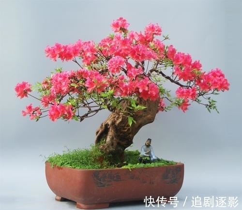 映山红|映山红，夏秋季巧施肥，来年开花美