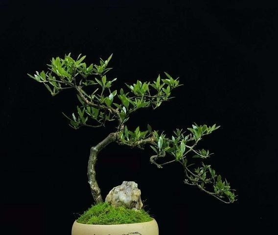 令人惊艳的国内花艺师盆景作品,平时很难见到,值得收藏与分享!