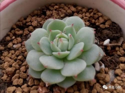 4种多肉怕过夏天，要提前做好养护，防止出现腐烂