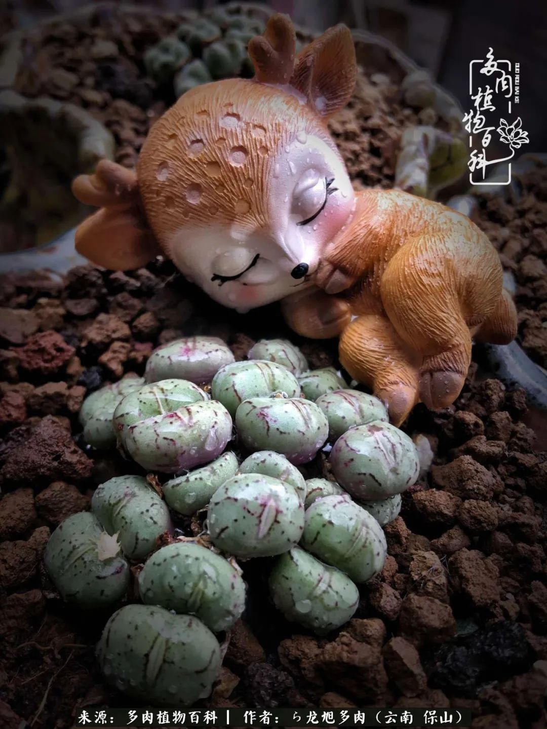 多肉植物|遇见多肉,遇见不一样的你,一养就是10几年!