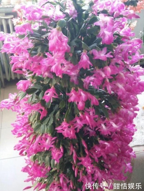 生长期|悄悄告诉你,养好“蟹爪兰”,离不开2种水,10天一次,花开满盆