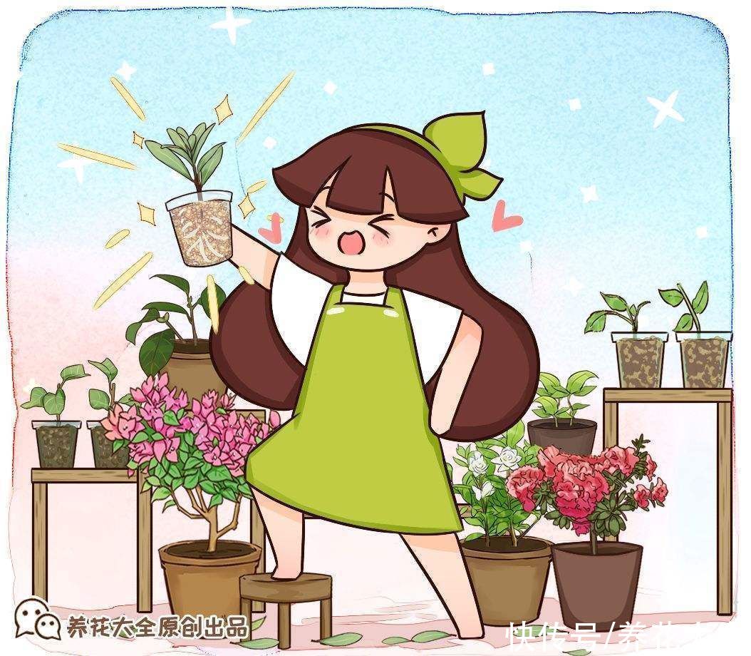 山茶花|古人说的盆花五姊妹,一个比一个漂亮,放在居室真美观