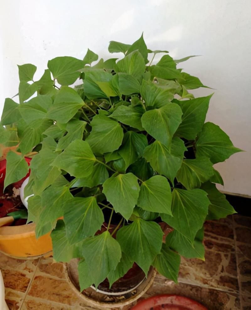 养花难就种菜，五种“再生菜”养起来，一茬接一茬，收获满满