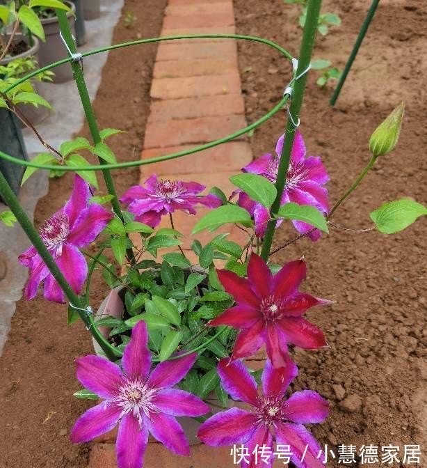 阳台上|适合夏天秋天养的4种花，花色很美，只要温度高，就会一直开花