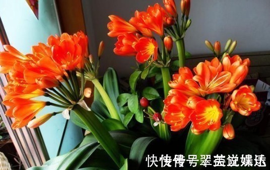 养分|花店老板说往绿萝君子兰盆里塞点它，叶子黑亮，疯狂开花！