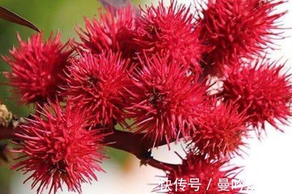 入药|不受待见的蓖麻,根茎叶都能入药,浑身是宝价值高,更有3个功效