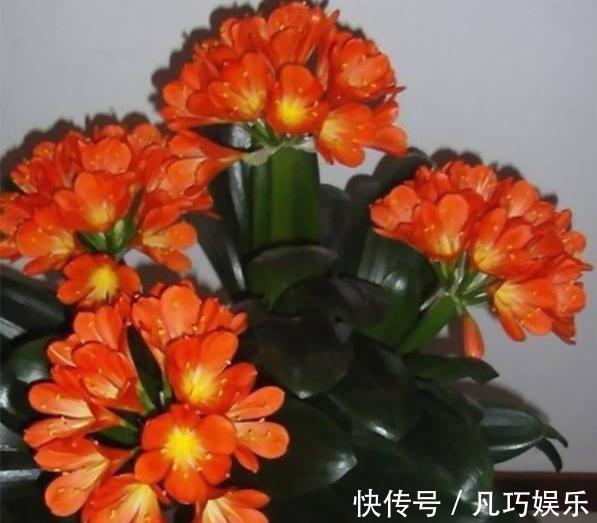 君子兰浇点“薄肥水”,疯长如白菜,冒出十个芽,变成“大群兰”