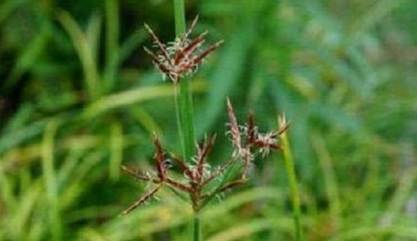 香附子|农村不起眼的野草,竟然是一味治病的民间好中药,你认识吗