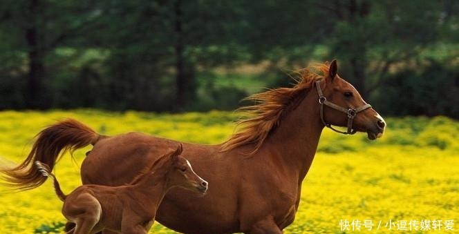 历史上四大名马:第一种被尊为国宝,第三种远看还以为是头狮子!