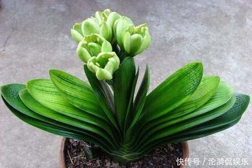 废油|养君子兰,盆边埋上几粒“豆”,比啥“废油”都靠谱,叶肥根系壮