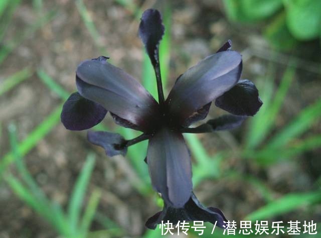10种罕见的黑色花,都说很高贵,我怎么觉得诡异?