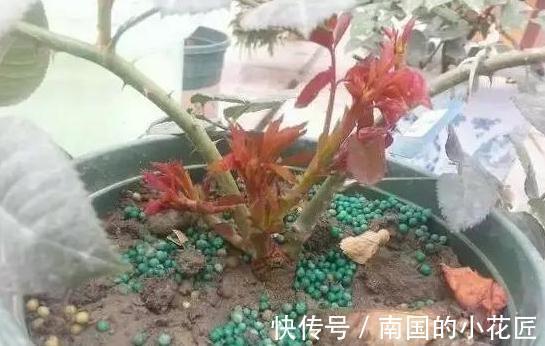用这些歪门邪道养月季，月季盆盆爆花，又大又艳，太美了