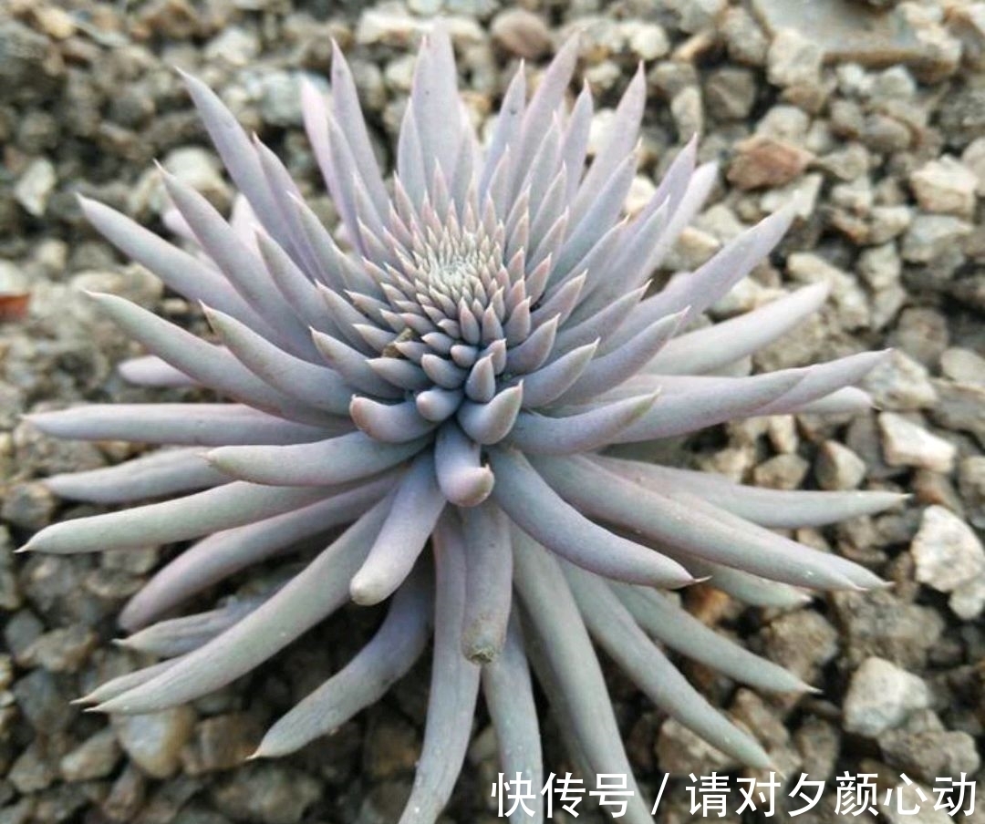 9种养不死的花,绿萝只能排最后,再养不活就剁手吧