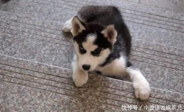 狗狗得了软骨病怎么治疗 推荐治疗狗狗软骨病的药 快资讯 狗狗得了软骨病怎么治疗 推荐治疗狗狗软骨病的药 快资讯