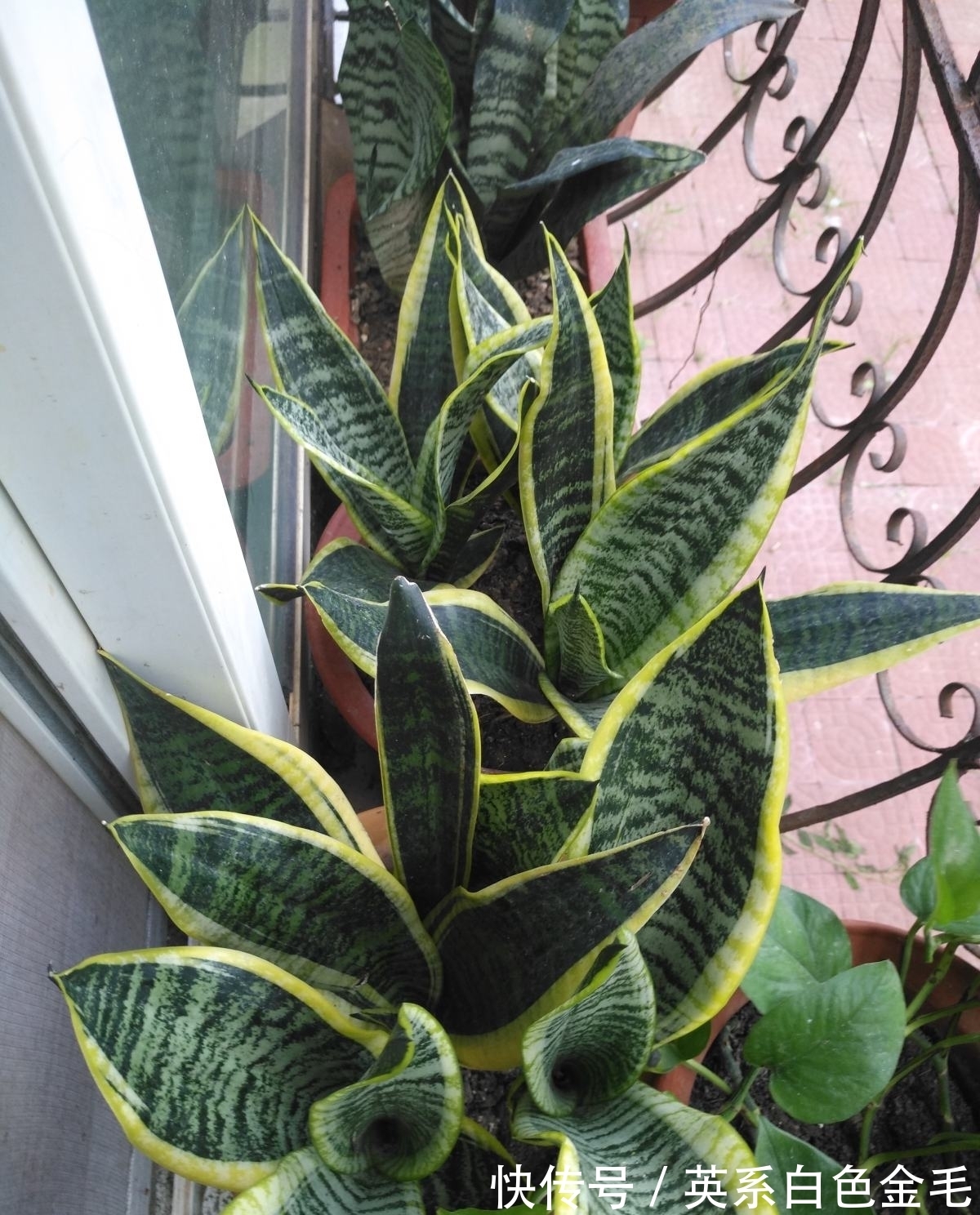 3种花就得用小盆“挤着养”,盆小水少,反而长得旺盛