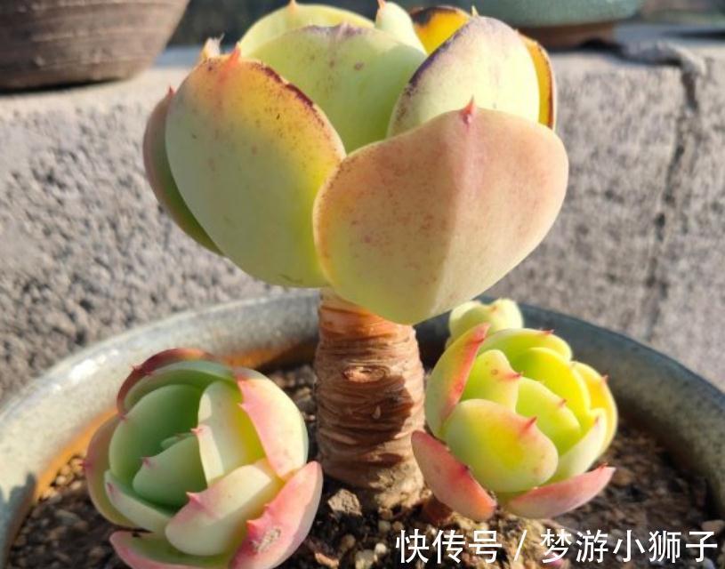 天气忽冷忽热,该怎么养殖多肉?露天还是室内盆栽好?