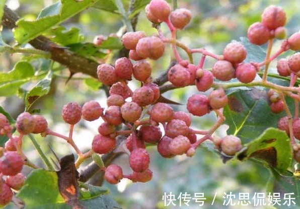 身体|每天睡前喝一杯花椒水，坚持每天都饮用，身体会有3大变化