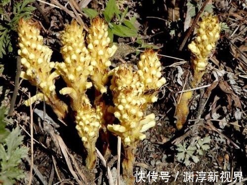 健康|十个人九个腰疼,此物煮水喝,腰不疼了,腿不酸了,早知早健康