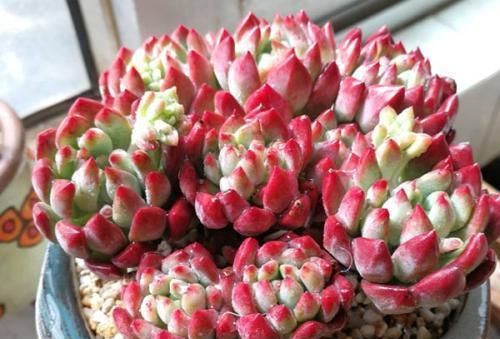 多肉养不好？2个原因导致，及时改正长得旺，一年四季都很美！