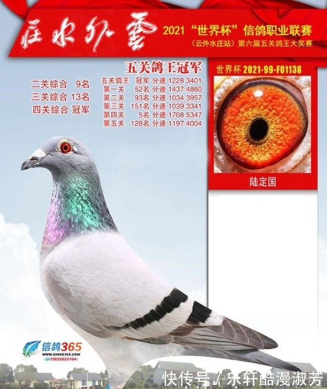 職業(yè)賽場|職業(yè)賽場哪家強且看這批2021年實力冠軍鴿王