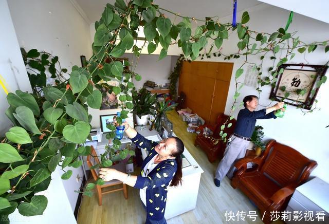 客厅2种花,别养成“巨无霸”,我家的已经处理了