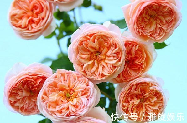 喜欢菊花,不如养盆“精品玫瑰”金辉,红边橙色,似少女裙沿镶边