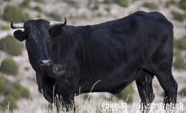 生肖|家中若有这三个生肖，11月底必当财运通达，高枕无忧，名利双收