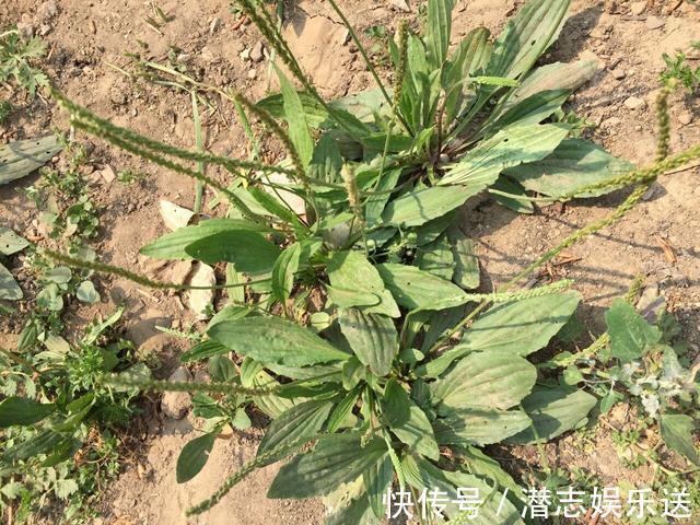 的士兵|农村的野草叫“车耳草”,很多人见过,但是不知道它能治尿结石!