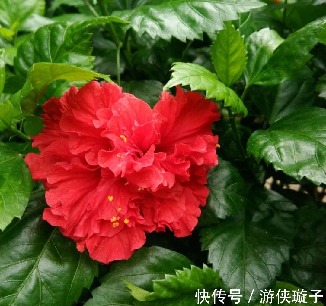 9种“勤劳花”,别名“天天开”,365天花不断,也不怕累坏了